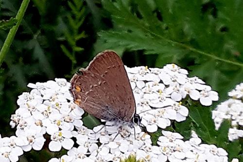 Réf. 197 984 : Satyrium acaciae